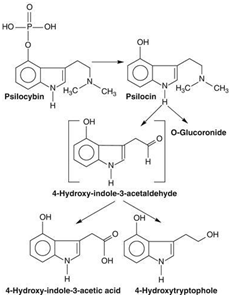 Obrázek 3: Metabolismus psilocybinu a psilocinu. Psilocin podstupuje demetylaci a oxidativní deaminaci na 4-hydroxyindol-3-octovou kyselinu a 4-hydroxytryptofol. Hlavním metabolitem u lidí je však psilocin-O-glukuronid. Zdroj: goo.gl/9hmPqk.